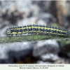 pontia edusa stavropol larva5aa